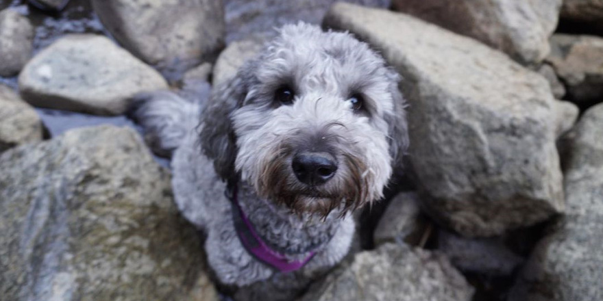 Brindle Goldendoodles