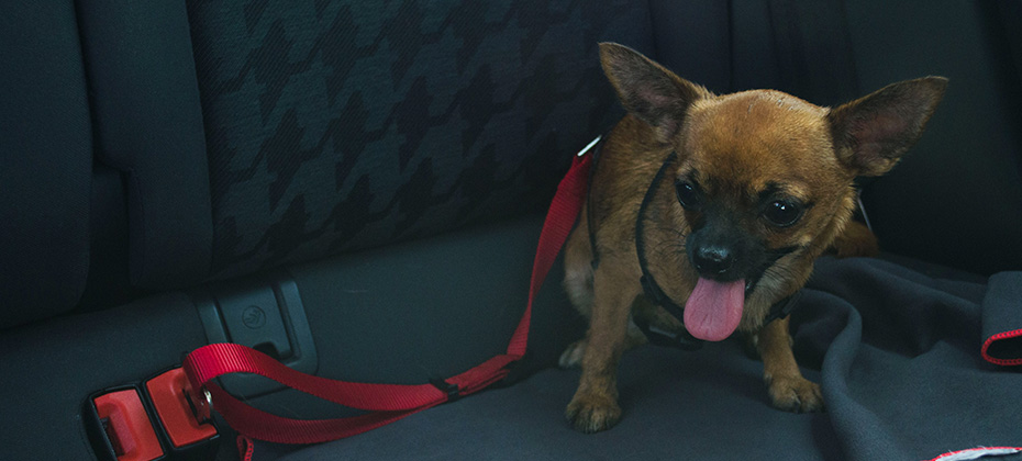 Brown chihuahua in the backseat of a car with its seat belt. Safety harness