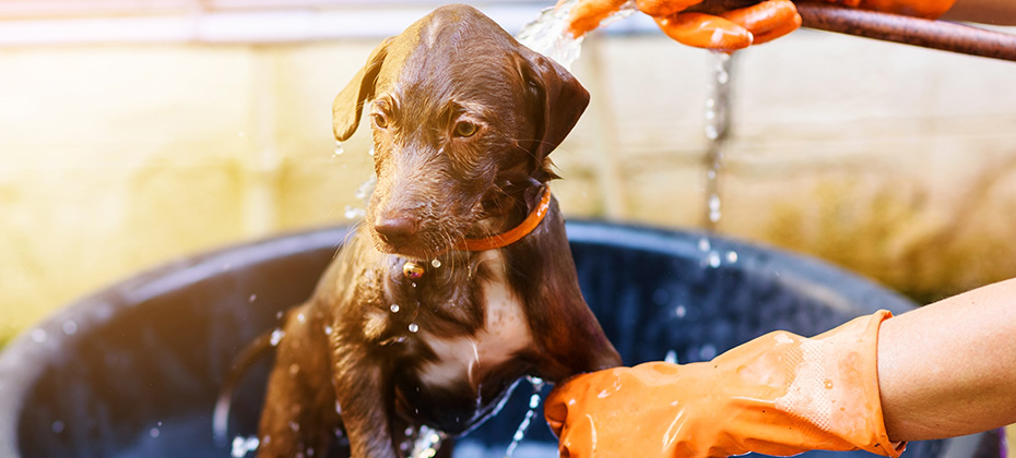 Brown nova scotia duck tolling retriever puppy dog Having a shower with sun light