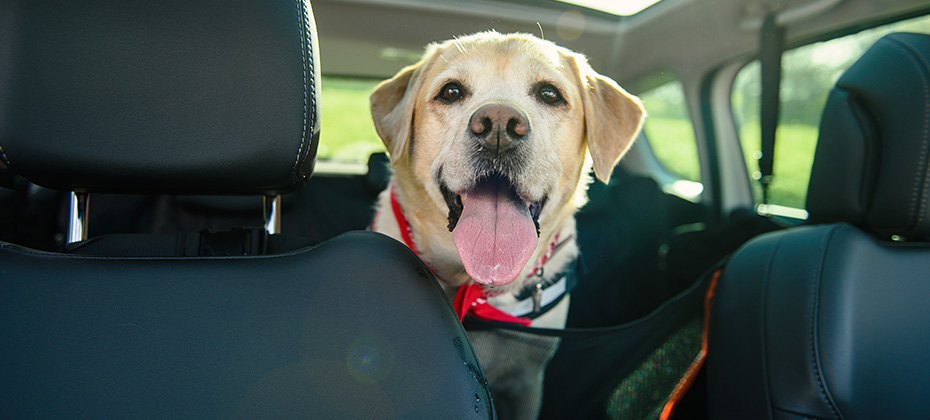 Carriage of a dog in a car. Car cover for animals. Dog in the car. Labrador travels.