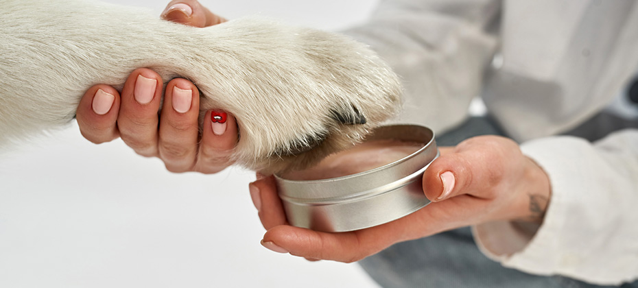 Close up of woman putting paw of Siberian Husky dog in wax pet paw print