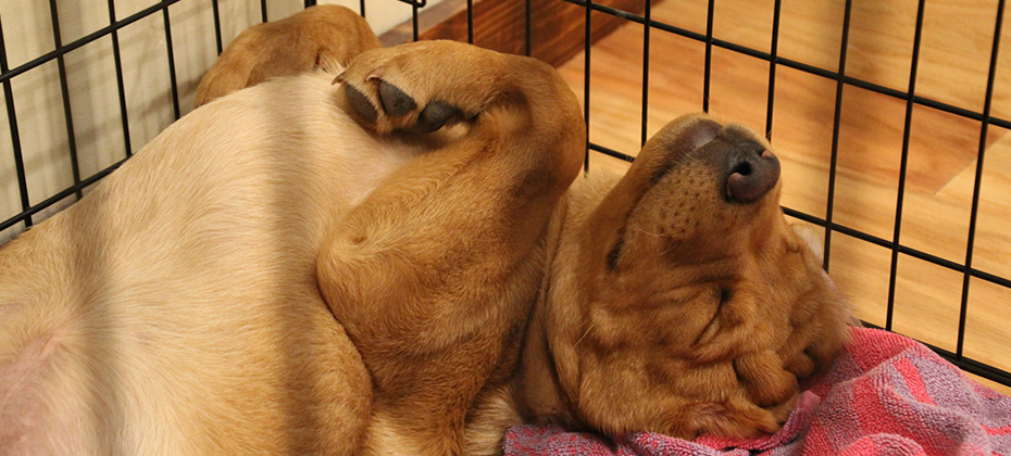 Closeup of fox red Labrador retriever puppy inside wire crate sleeping on his back with shallow depth of field