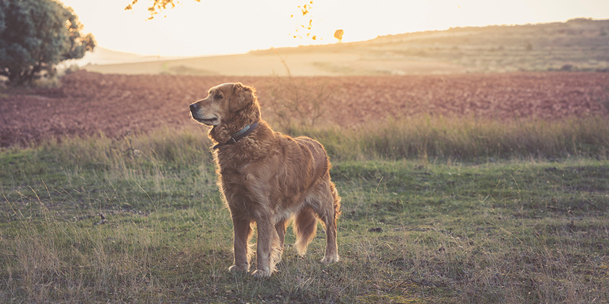 Colorado-Deputies-Locate-Missing-Golden-Retriever-Using-Drone