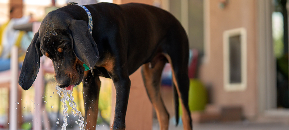 Coonhound Puppy Playing With Fountain