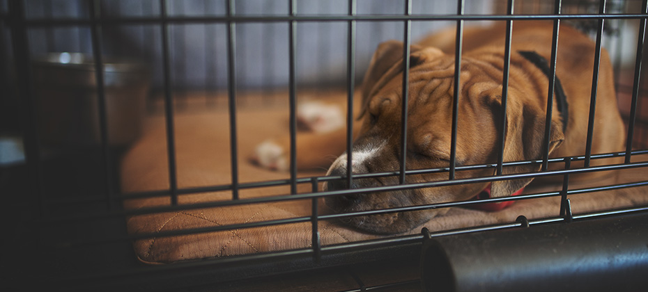Crate Training your puppy