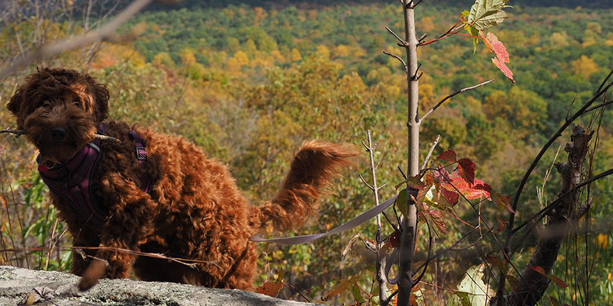 Cute dog on top of mountain with stick in her mouth.