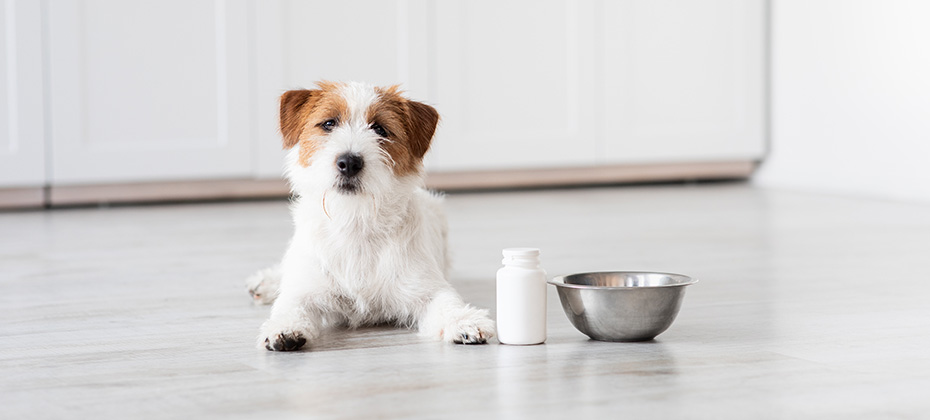 Cute fluffy jack russel dog laying on floor by bowl and jar for supplements kitchen interior panorama with copy space