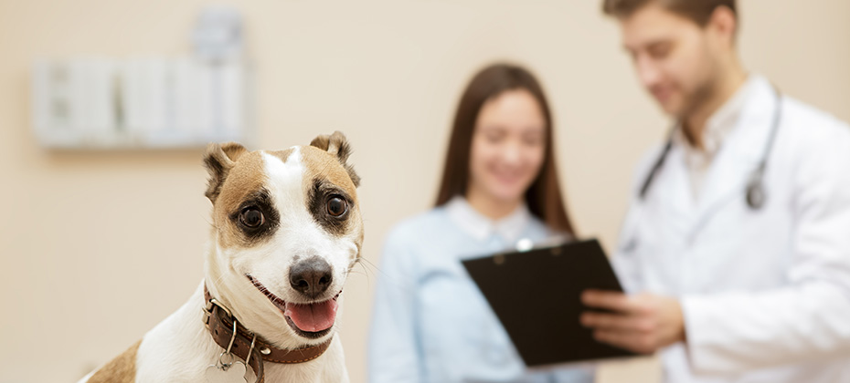 Cute jack russel terrier looking to the camera happily his female owner talking to the vet on the background 