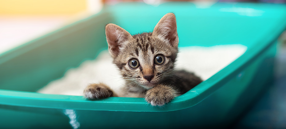Cute little cat in the sandbox