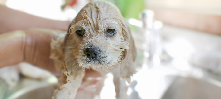 Cute puppy taking a shower American Cocker Spaniel having a bath while being held by hands