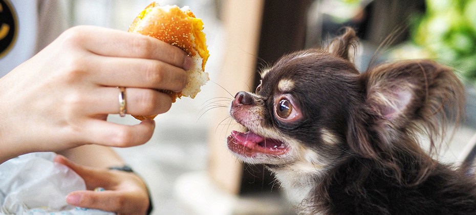 Defocus Brown colour of chihuahua dog breed eating human food