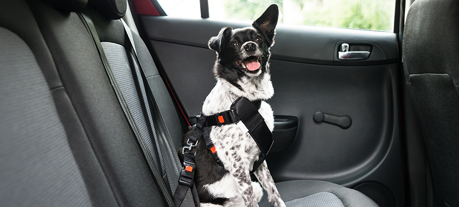 Dog With Sticking Out Tongue Sitting In A Car Seat