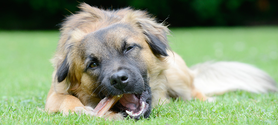 Dog eat bone on meadow