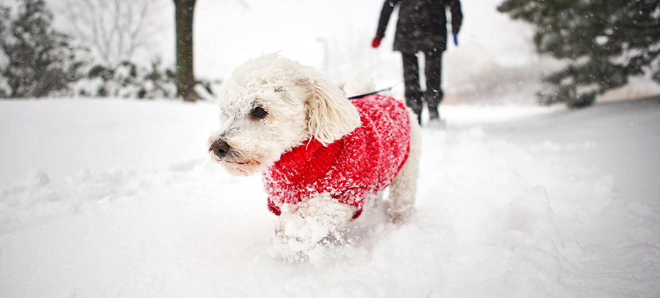 Dog in Snow Small White Bichon Frise in Winter Wearing Red Sweater Outside Walking in Park