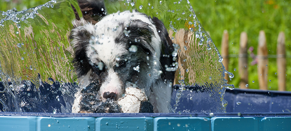 Dog in a dog pool