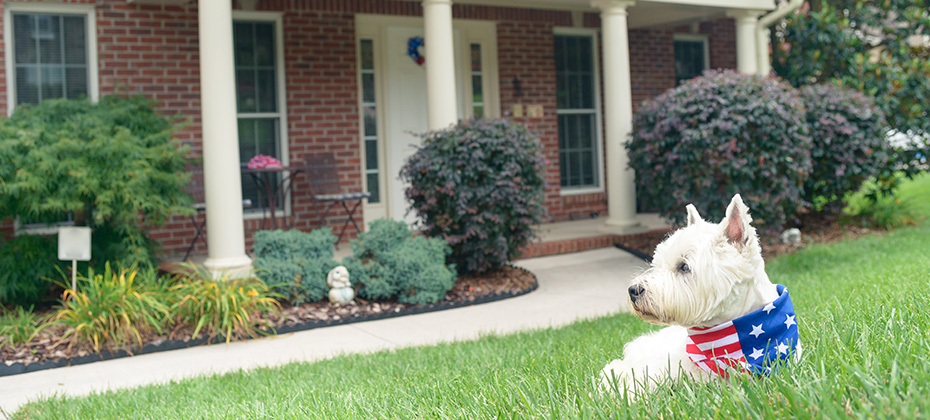 Dog in american flag scarf on driveway of luxury house