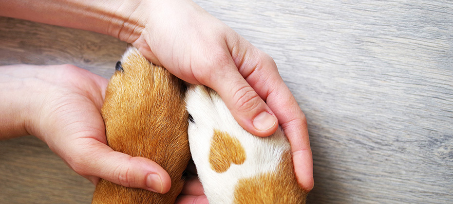 Dog paws with a spot in the form of heart and human hand close up