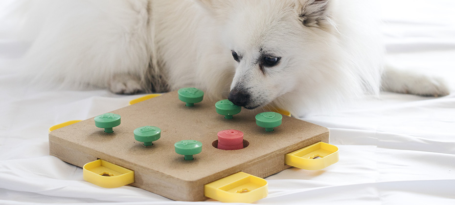 Dog playing Intellectual game