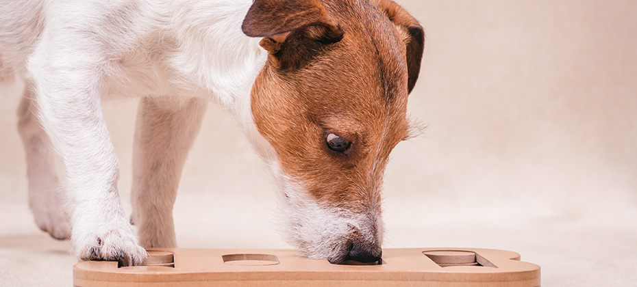 Dog playing sniffing puzzle game for intellectual and nosework training