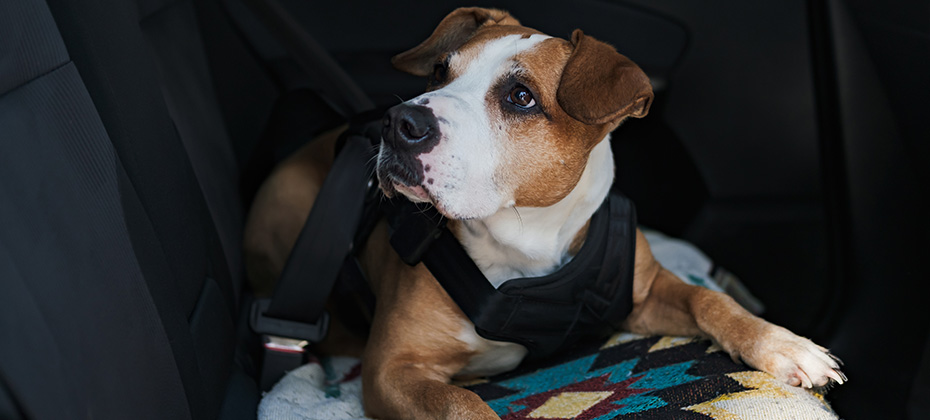 Dog wearing protective harness buckled to a car safety belt