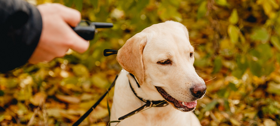 Dog with Electric shock collar on outdoor