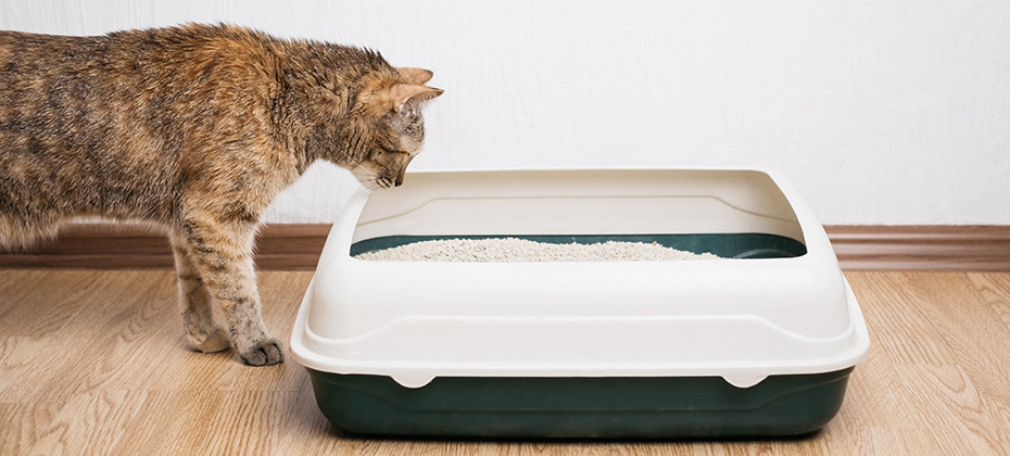 Domestic ginger cat looking at litter box. Hygiene for pets.