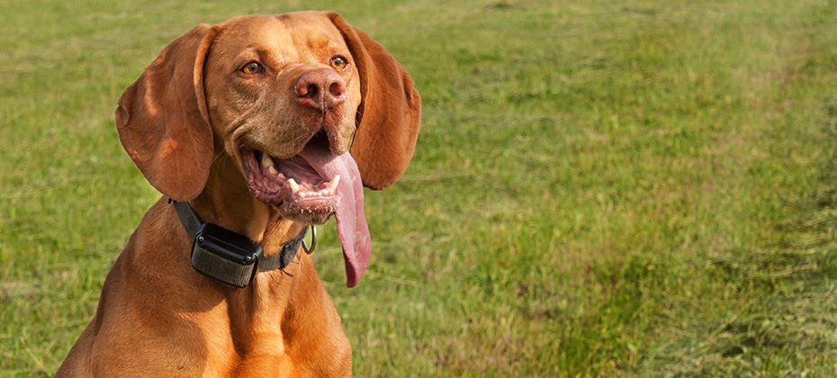 Electric collar for dog. Hunting dog training. Hungarian pointer