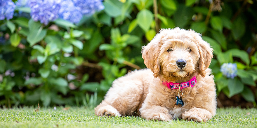 Fluffy golden puppy in the grass in front of a hydrangea bush with blue blooms