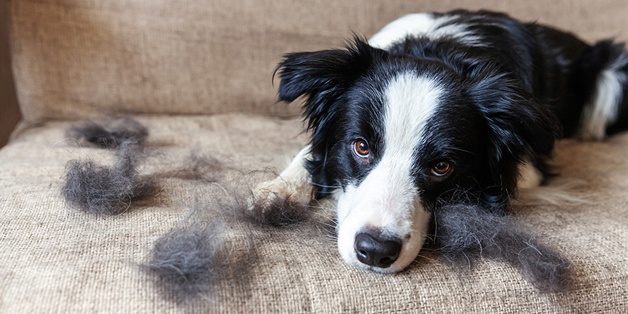 Funny portrait of cute puppy dog border collie with fur in moulting lying down on couch.