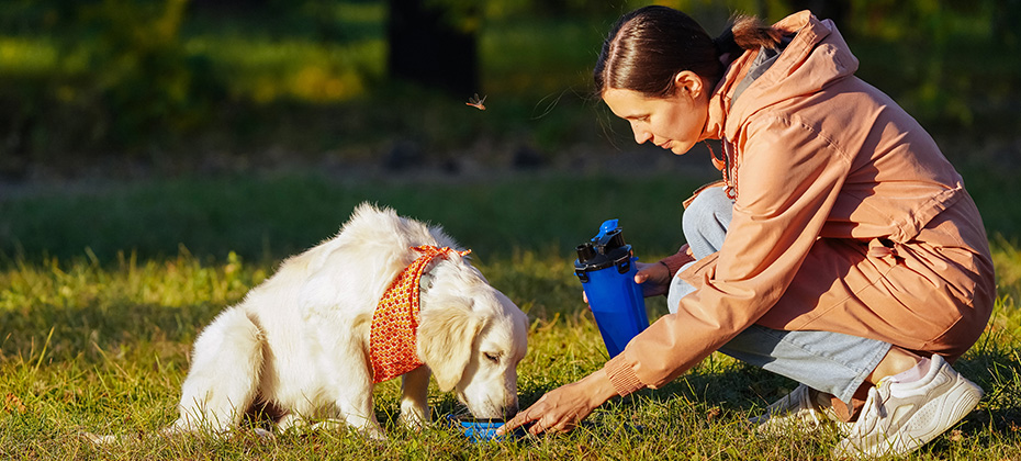 Girl in a pink raincoat gives water to a golden retriever puppy in a bright orange bandana from a portable drinking bowl in a dog park.