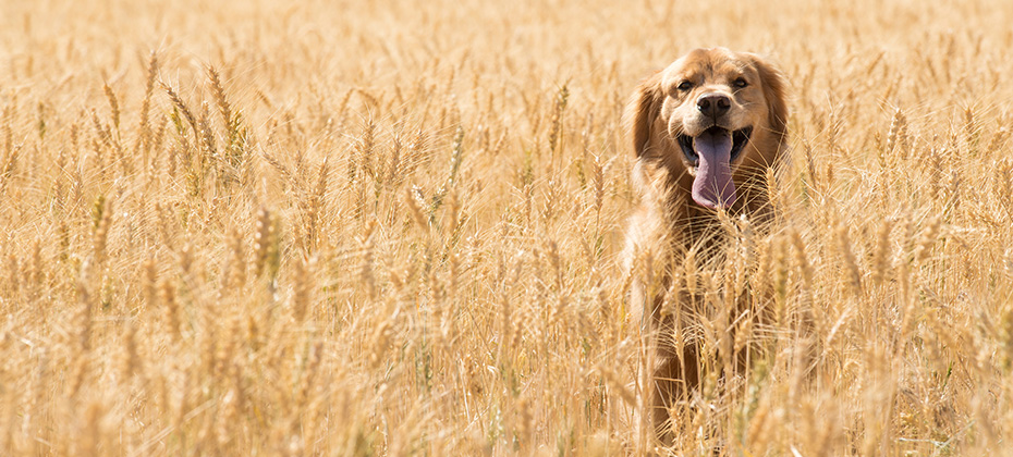 Golden Retriever Dog in wheat field