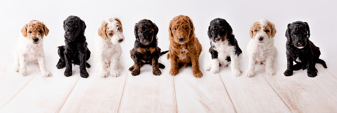 Goldendoodle-Colors-How-Many-Types-Are-There