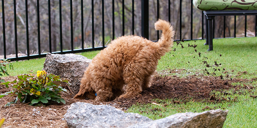 Cachorro de Goldendoodle que cava a China