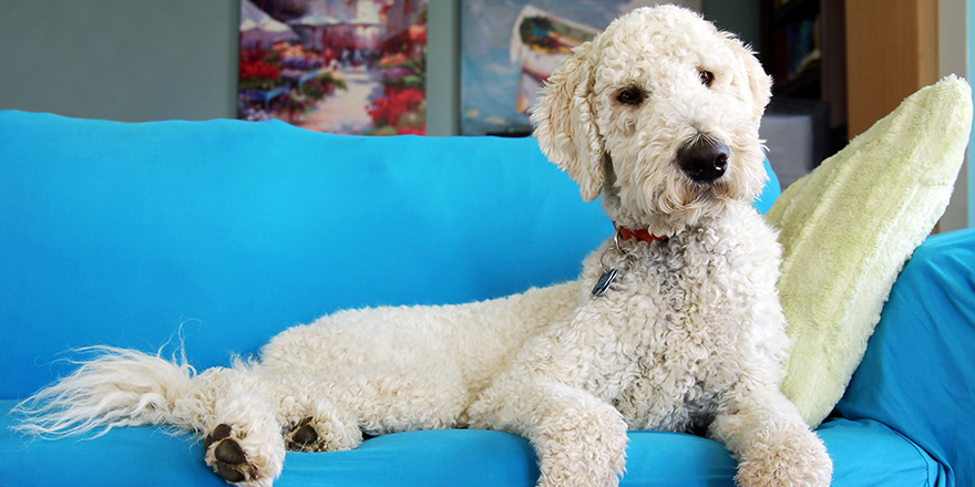 Goldendoodle dog resting on couch