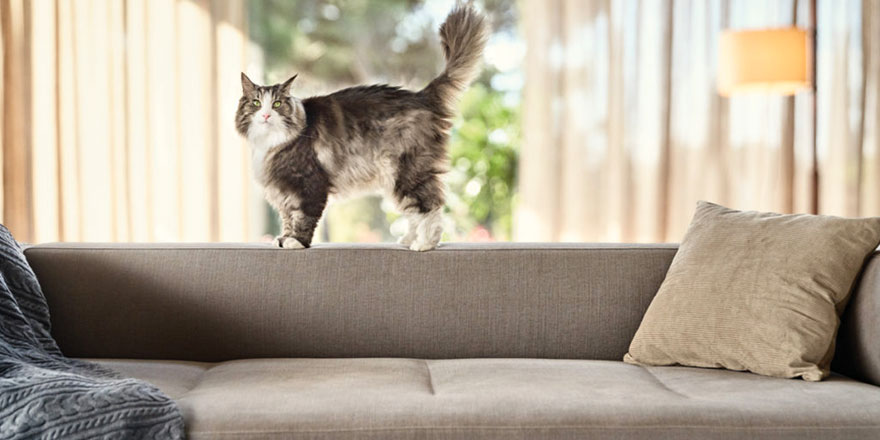 A gray and white long-haired cat is standing on the edge of the sofa and looking at the camera.