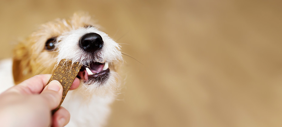 Hand giving dental snack treat to a healthy dog puppy. Cleaning plaque from teeth, pet care banner.