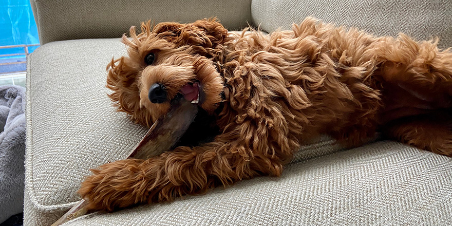 Happy Goldendoodle chewing on a bone