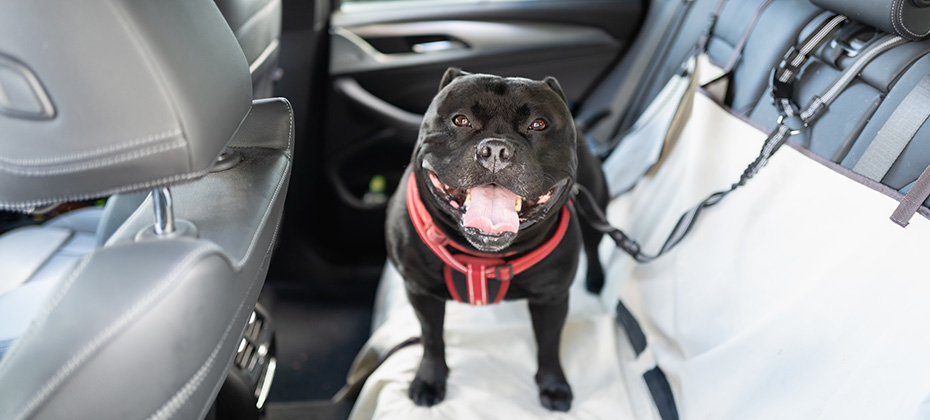 Happy Staffordshire Bull Terrier dog on the back seat of a car with a clip and strap attached to his harness.