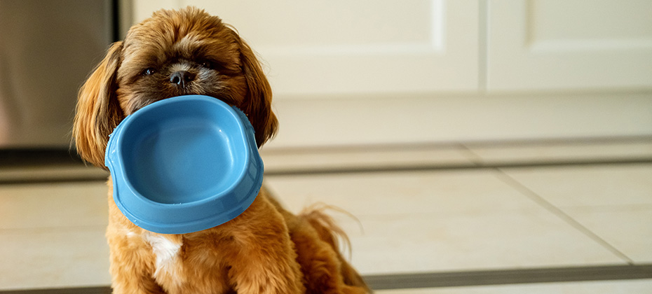 Hungry Shih Tzu puppy holding an empty bowl. Background with text space.