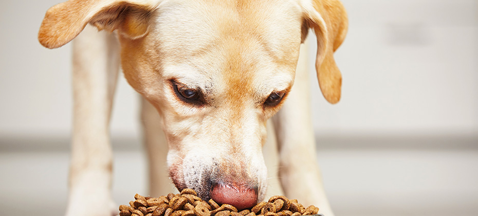 Hungry labrador retriever is feeding at home