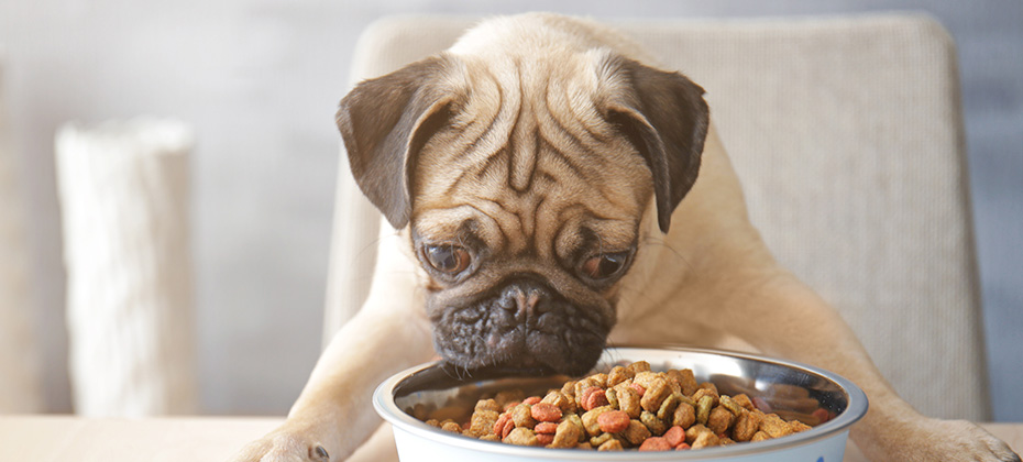 Hungry pug dog with food bowl ready to eat