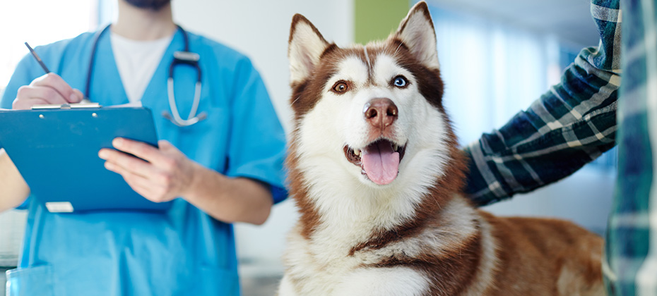 Husky dog lying on vet table with doctor and master near by