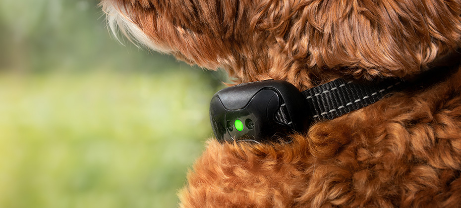 Labradoodle dog with bark collar active Close up