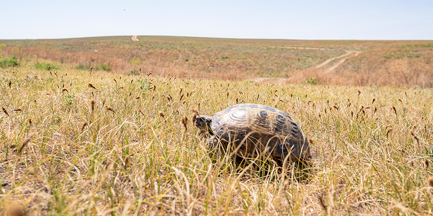 Land Central Asian tortoise in the steppe.