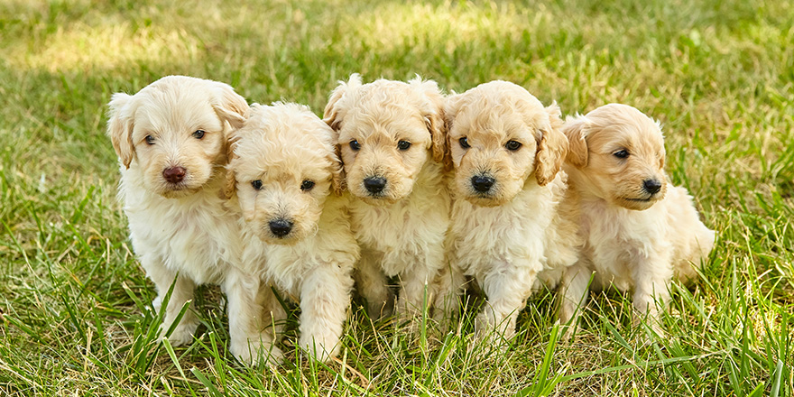 Litter of adorable white Goldendoodle puppies in grass