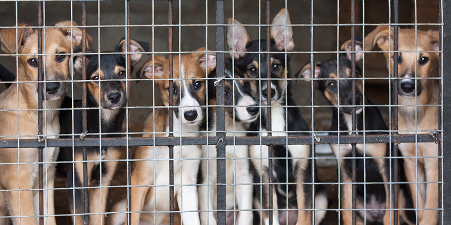 Many cute puppies locked in the cage