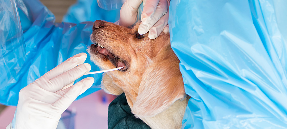 Medical worker taking a swab for corona virus sample from potentially infected dog