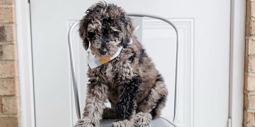 Merle Goldendoodle Sitting on the chaer