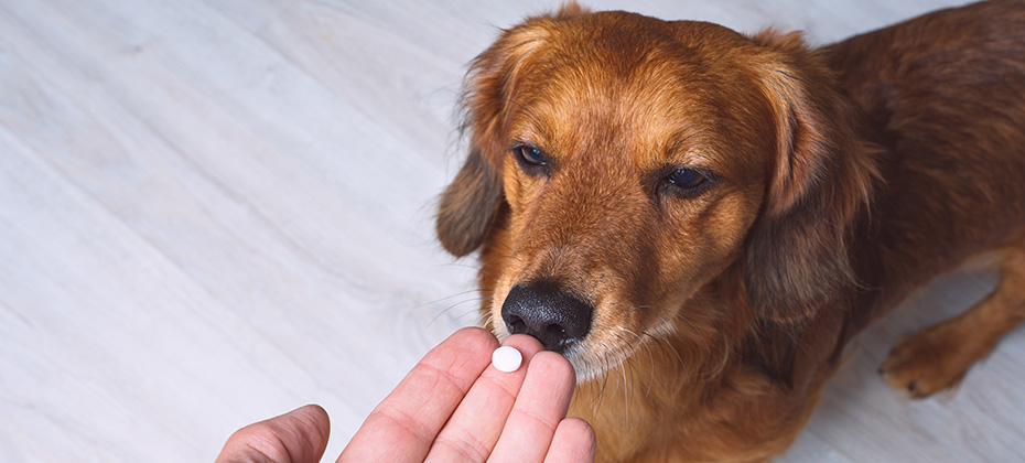 Owner giving medicine in a pill to his sick dog