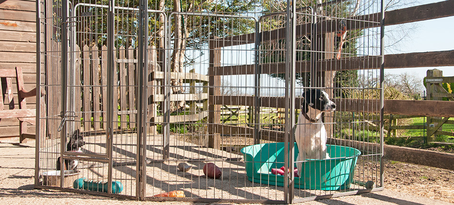 Pair of puppies in a dog pen